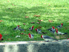 Birds