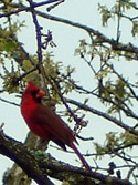 cardinal