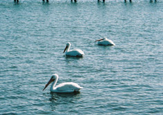pelicans