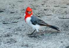 bird