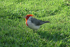 bird