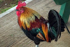 rooster