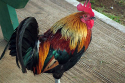 Rooster