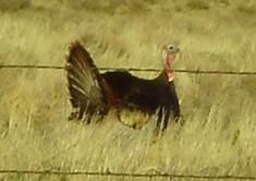 turkey