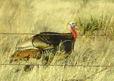 turkey