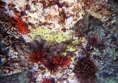 coral