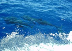 dolphins