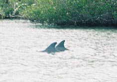 dolphins