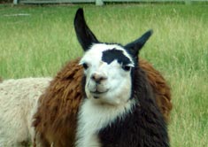llama