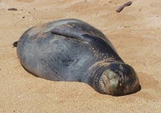 seal