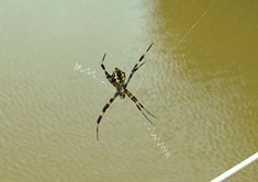 spider