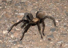 spider