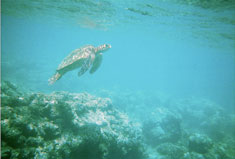 turtle