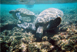 Sea Turtles in Hawaii