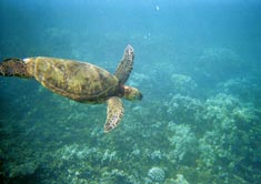 turtles