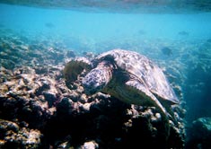 turtle