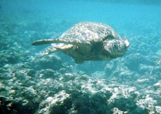 turtle