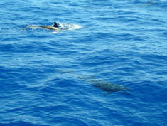 sea turtle