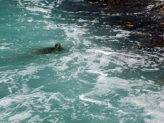 sea turtle