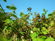 berries
