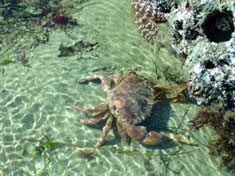 crab