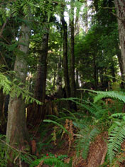 forest