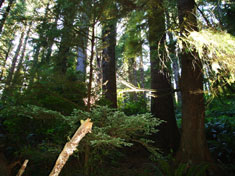 forest