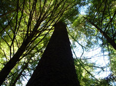 forest