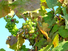 grapes