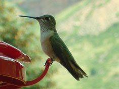 hummingbird