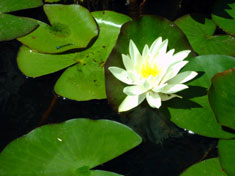 lily
