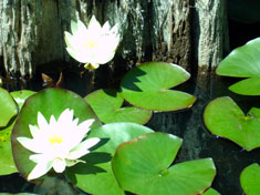 lilies