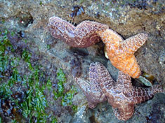 starfish