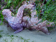 starfish