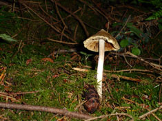 toadstool
